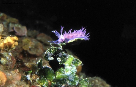 Flabellina