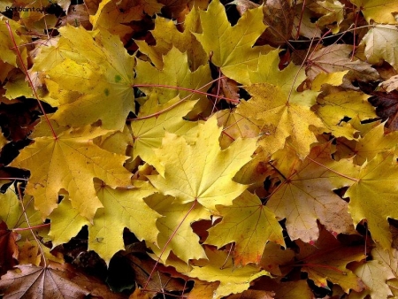 Autunno_giallo