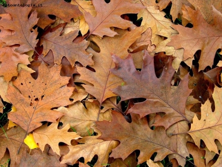 Autunno_marrone