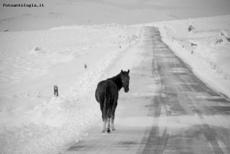 Cavallo Abbandonato