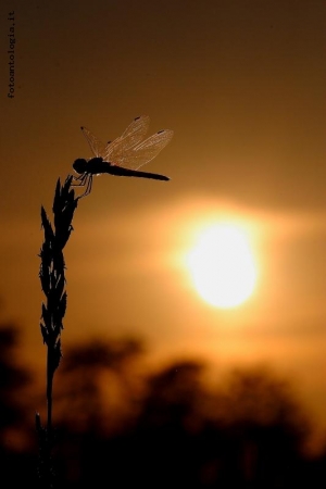 ...al tramonto...