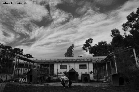 cielo sopra il canile