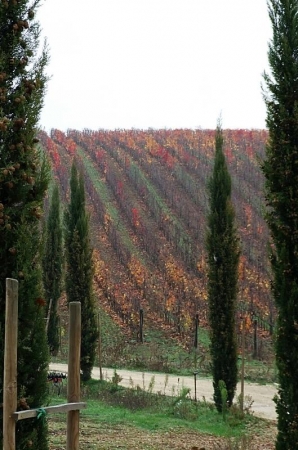 Autunno in vigneto