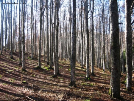 autunno in cansiglio