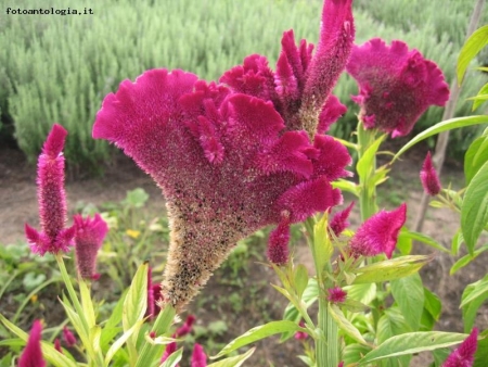 magia della natura