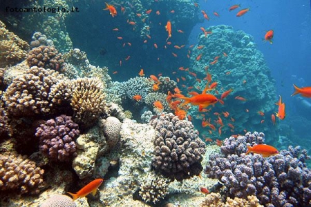 panoramica barriera corallina