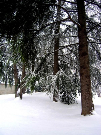 Foresta siberiana o parco cittadino brianzolo?