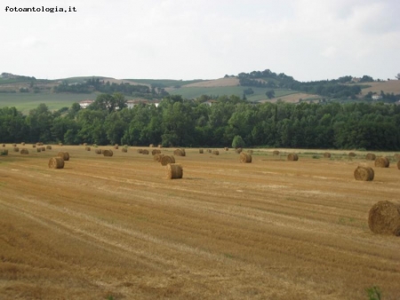 campo battuto