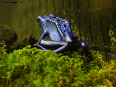 rana al bioparco