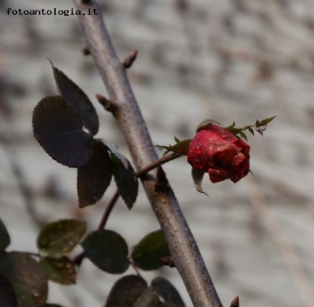 bocciolo d'inverno