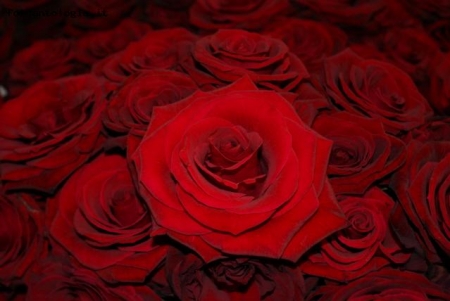 rose rosse