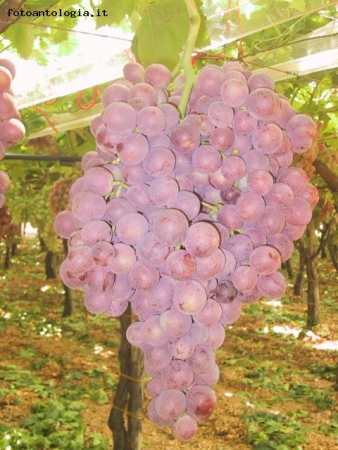 Il grappolone