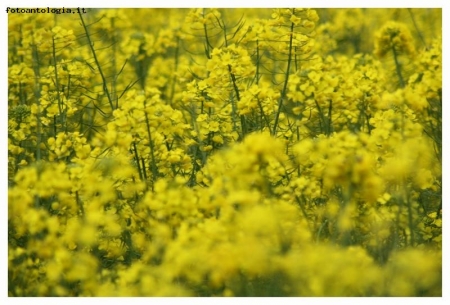 Giallo