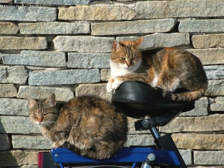 gatti in moto.............