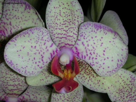 Orchidea