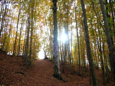 dentro il bosco d'autunno