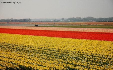 flowering tulips