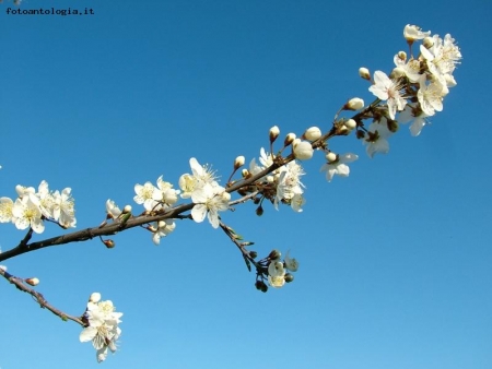 aspettando primavera