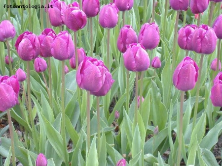 tulipani a keukenhof