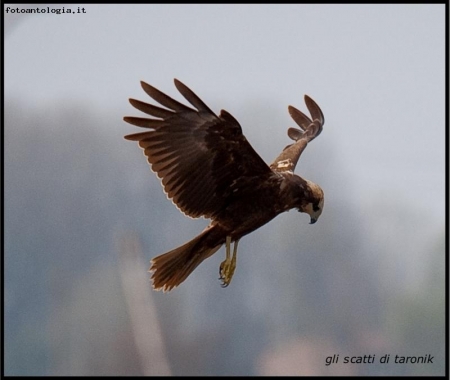 falco di palude