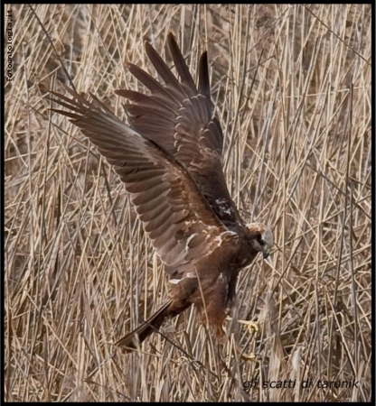 falco di palude 1