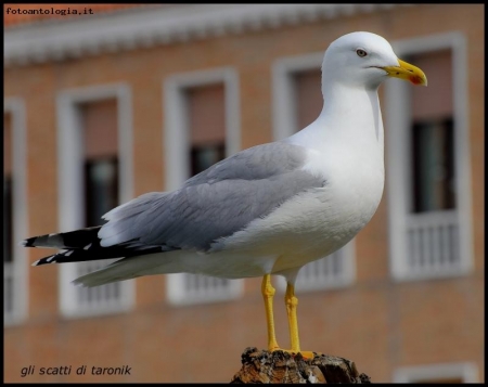 un gabbiano proprio reale