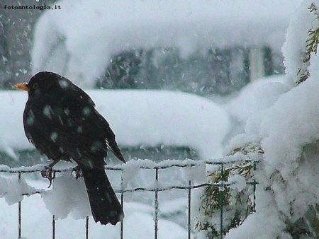 in un giorno di neve