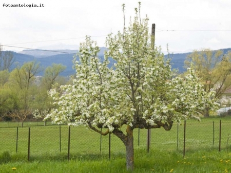 Alberi in fiore