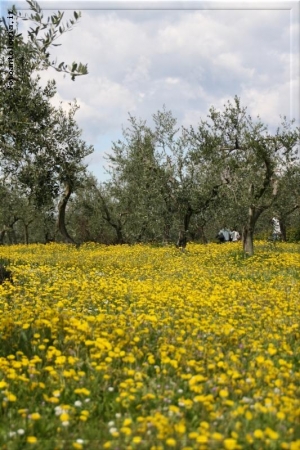 passeggiando tra gli ulivi