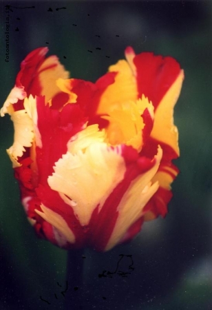 tulipano giallorosso