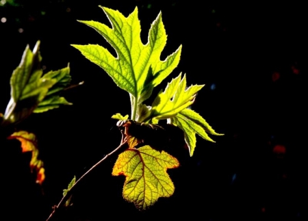 l'alfiere