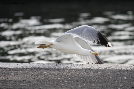 Volando verso la libert