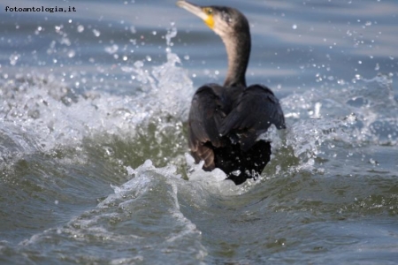 Cormorano in fuga