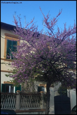 Primavera a domicilio