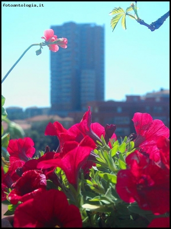 primavera in citt�