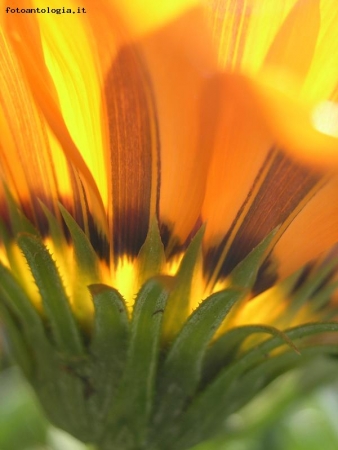 l'altro lato della gazania