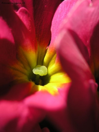 primula fucsia