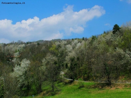 la collina dei ciliegi