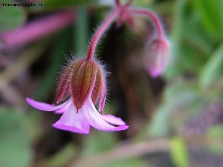 saponaria