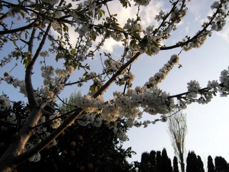 Fioritura primaverile