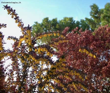 colori di primavera