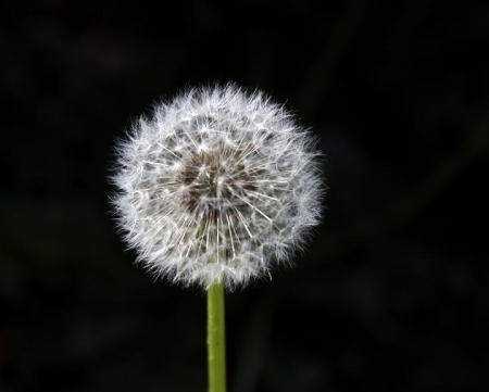 Taraxacum