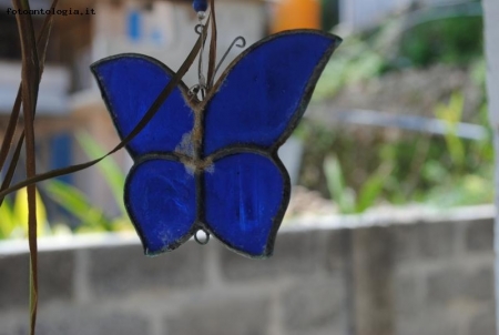 farfalla blu