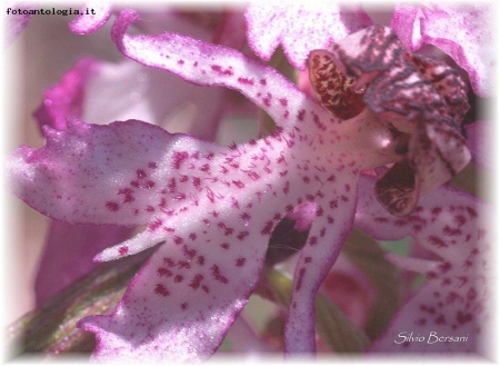 Orchis purpurea