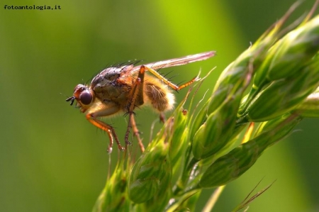 mosca gialla