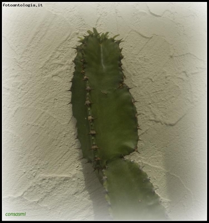 oggetti: la pianta grassa contro il muro