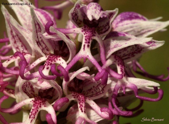 Orchis simia Lam.