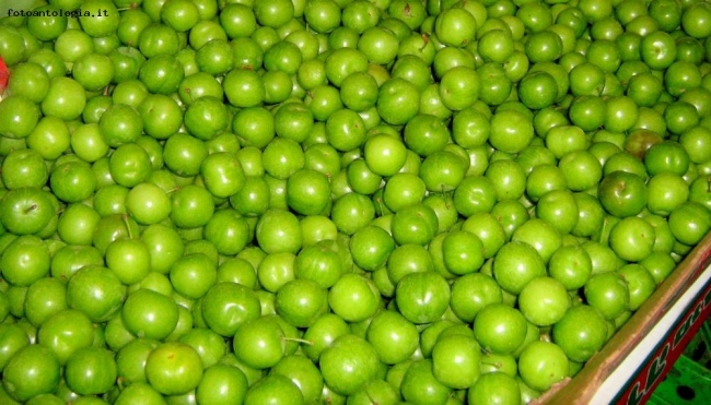 piccole mele verdi