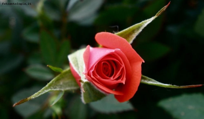 rosellina