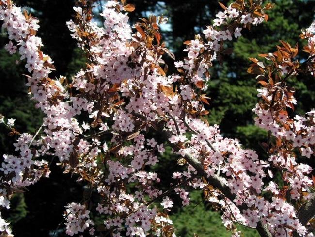 Natura in fiore